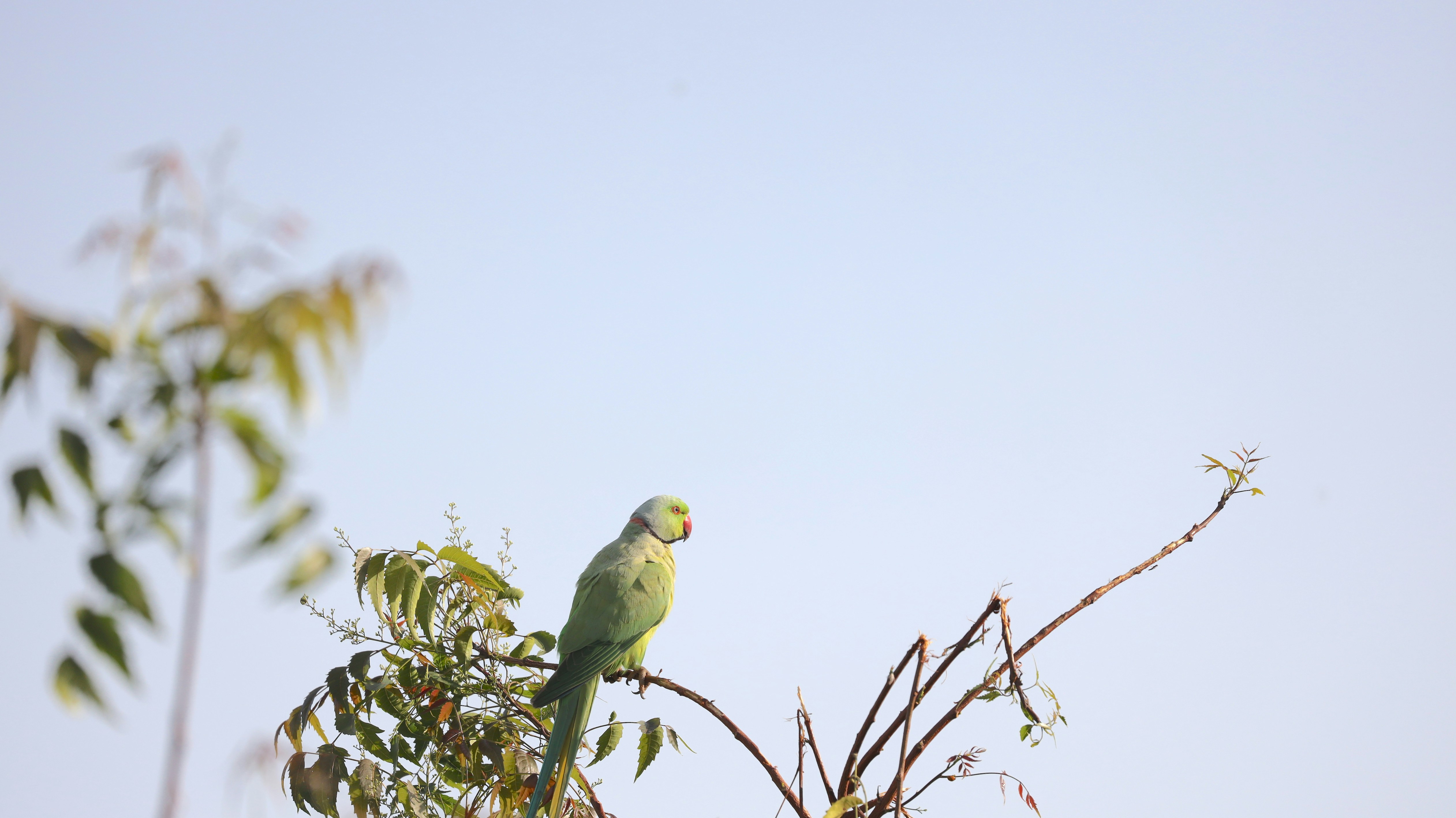 Photo by lakshmimn68