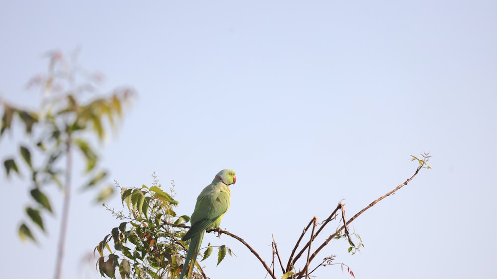 green bird perched on brown tree branch
