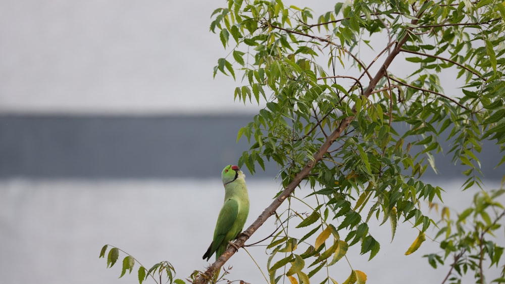昼間の木の枝にとまる緑の鳥
