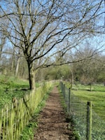 brown wooden fence near bare trees during daytime