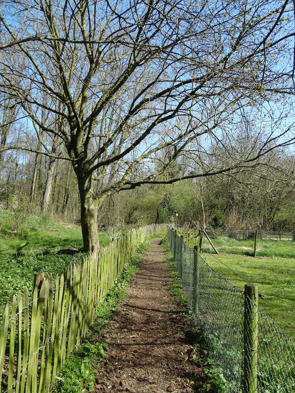 brown wooden fence near bare trees during daytime