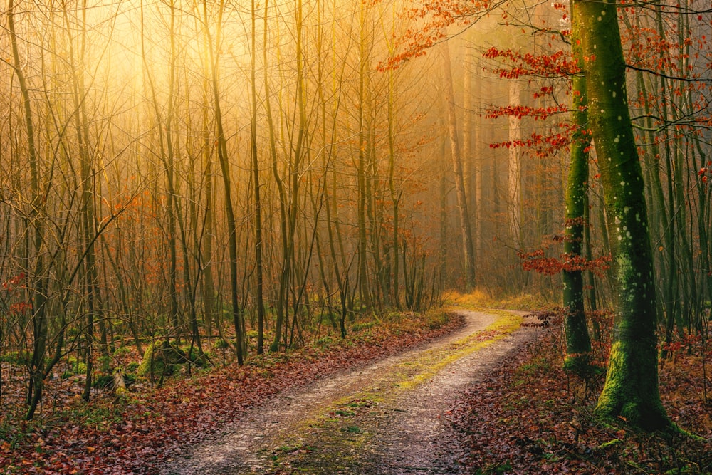 chemin de terre gris entre l’herbe verte pendant la journée