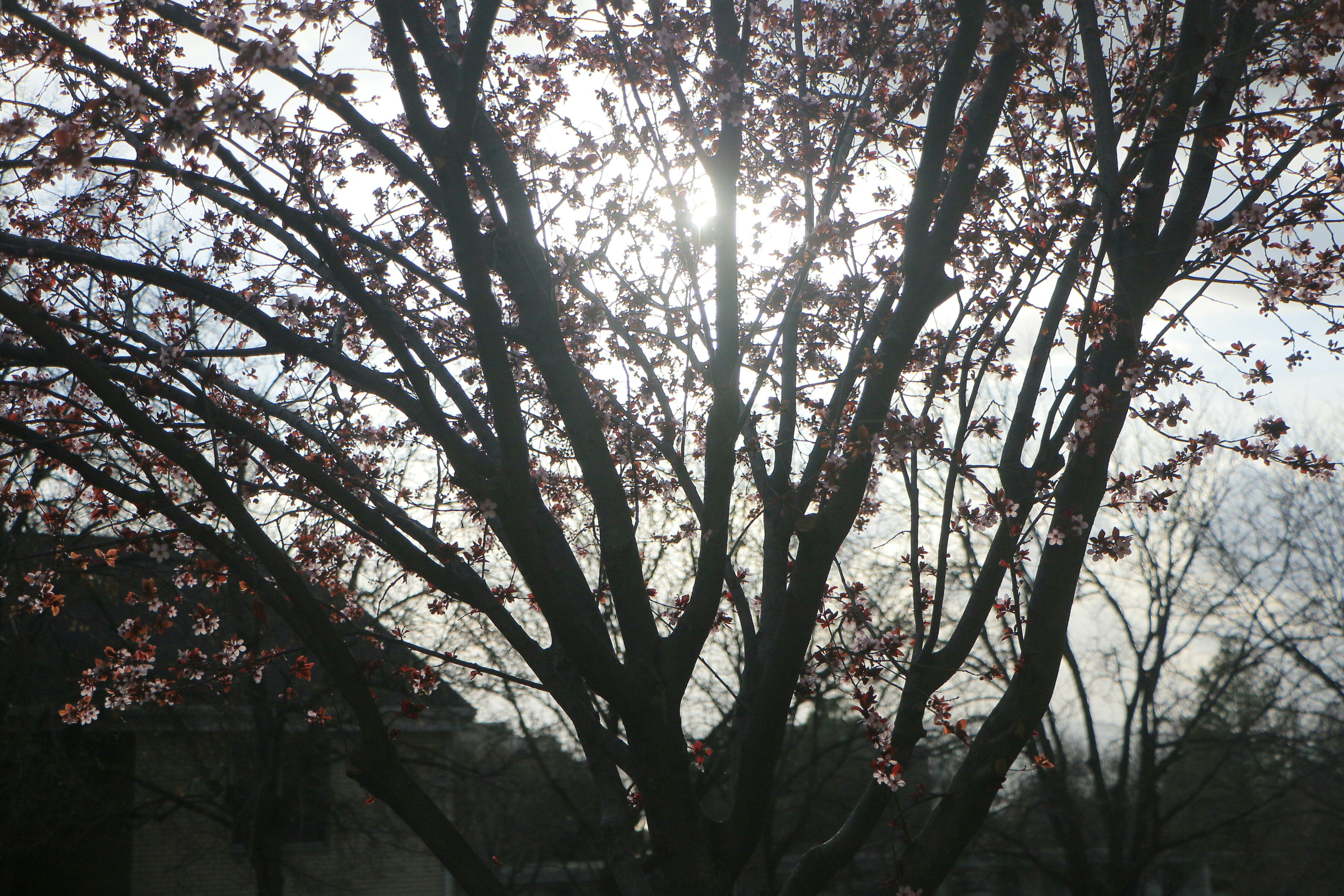 RING X PLATFORM header image