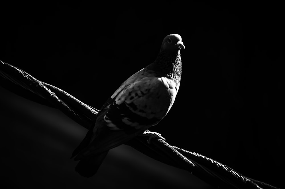 Foto en escala de grises de pájaro en la rama de un árbol