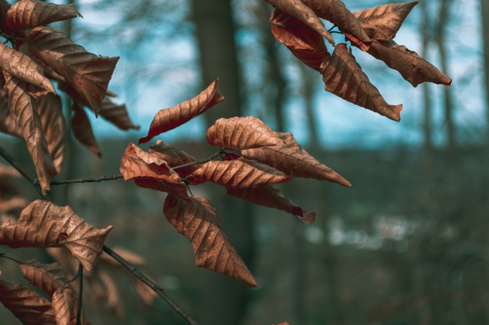 brown leaves on body of water during daytime