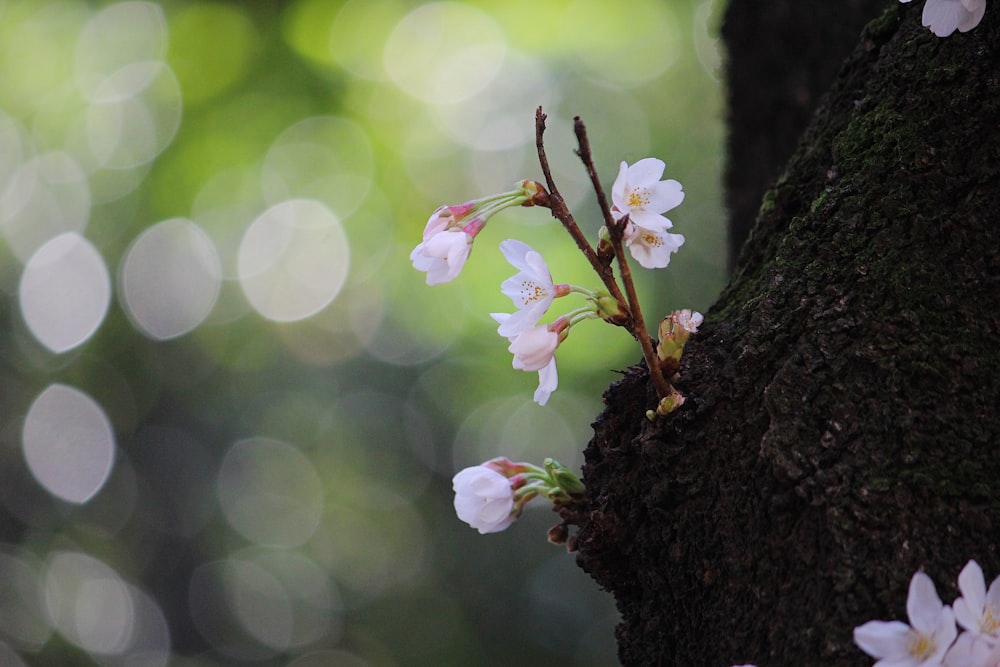 white flowers on brown tree trunk