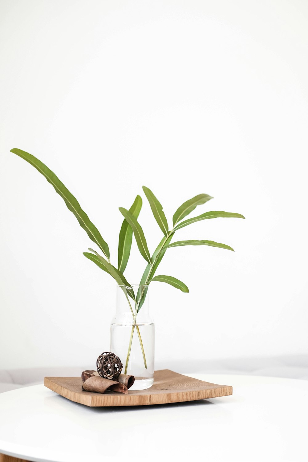 green plant in clear glass vase