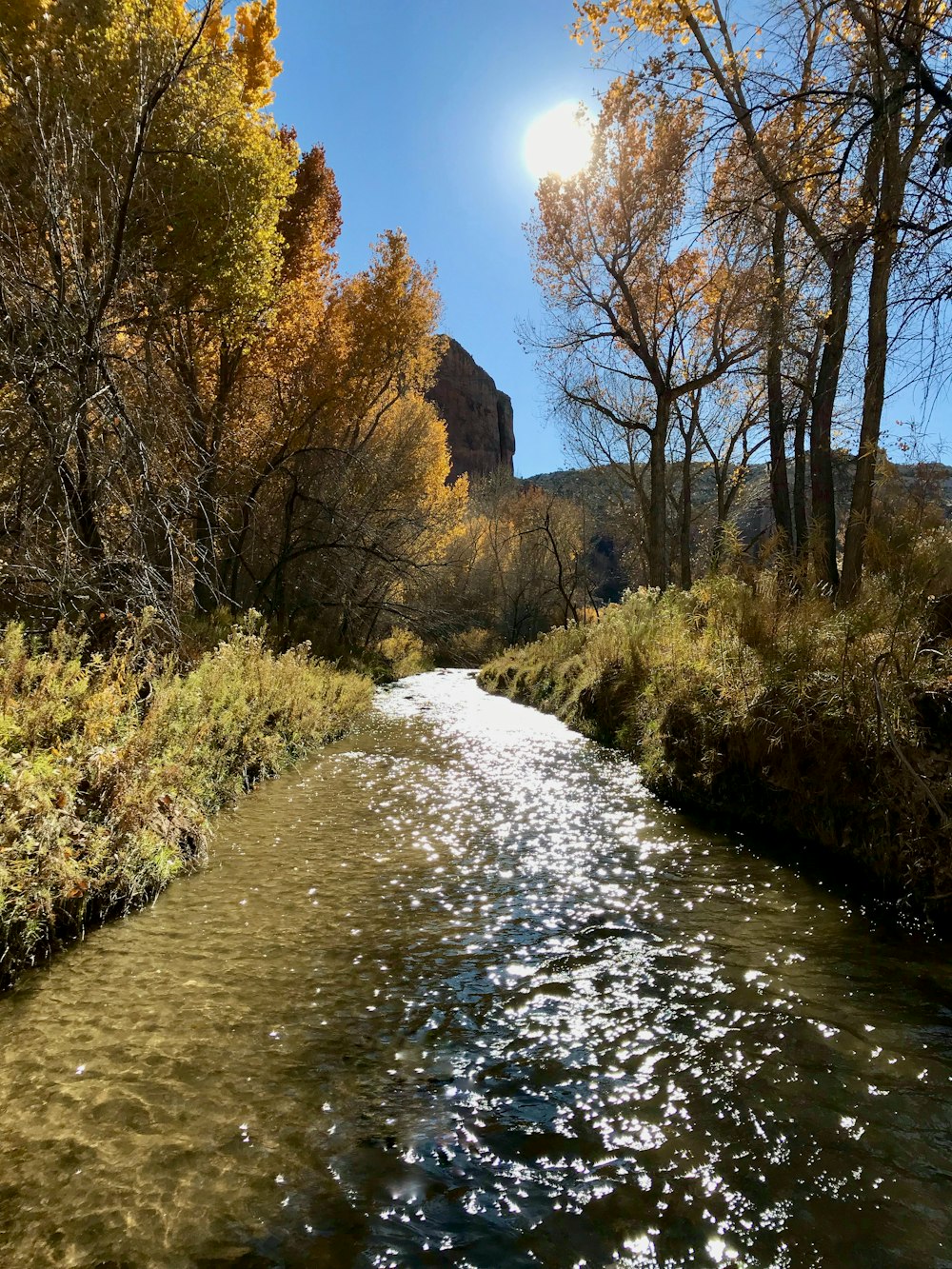 brown trees beside river during daytime