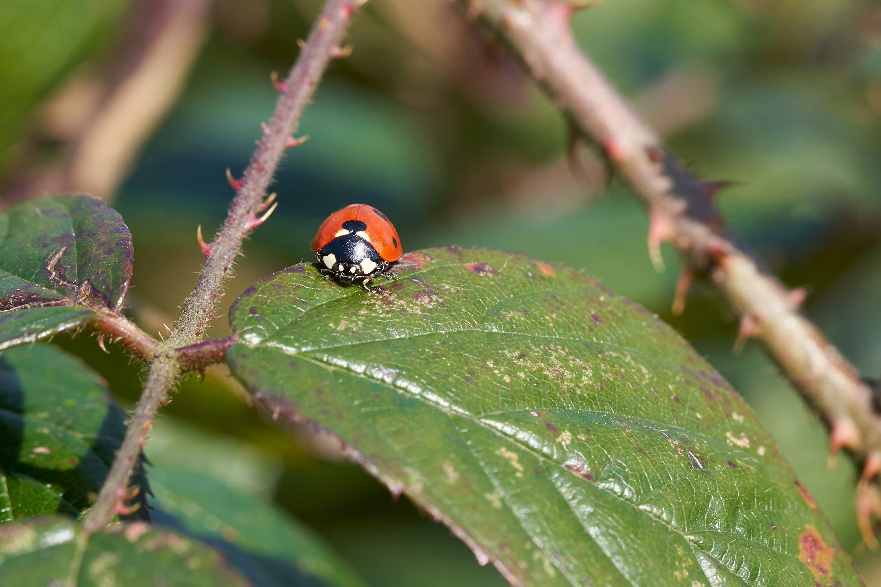 Photo by ingodoerrie