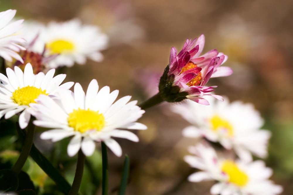 white and purple flowers in tilt shift lens