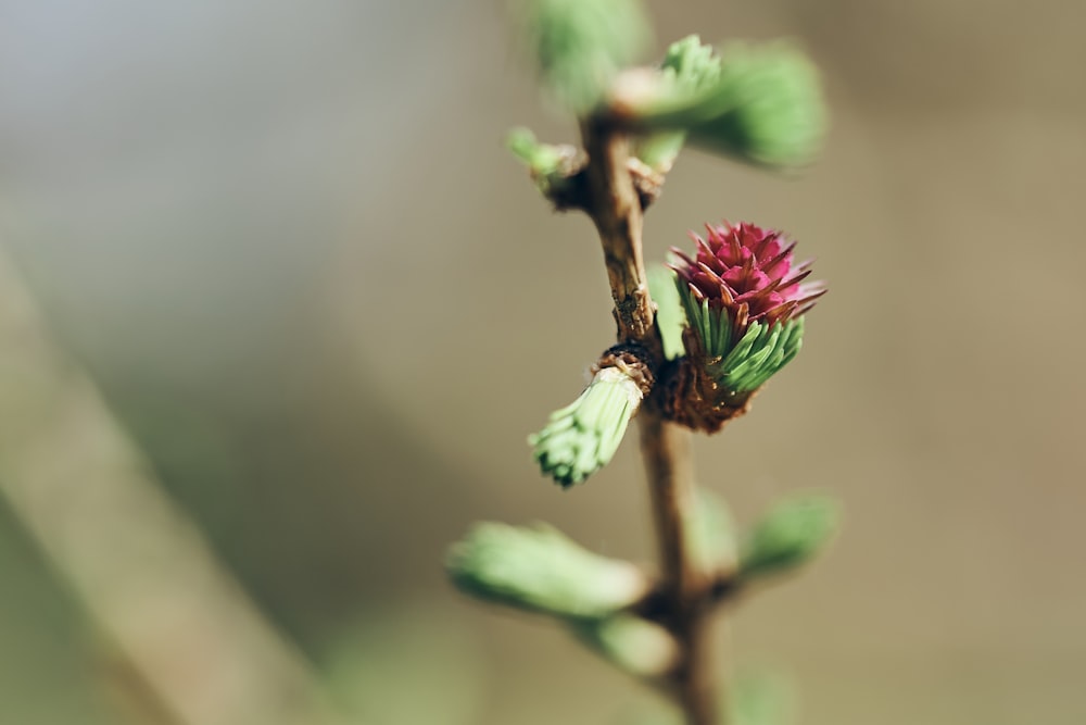 capullo de flor verde y rosa en lente de cambio de inclinación