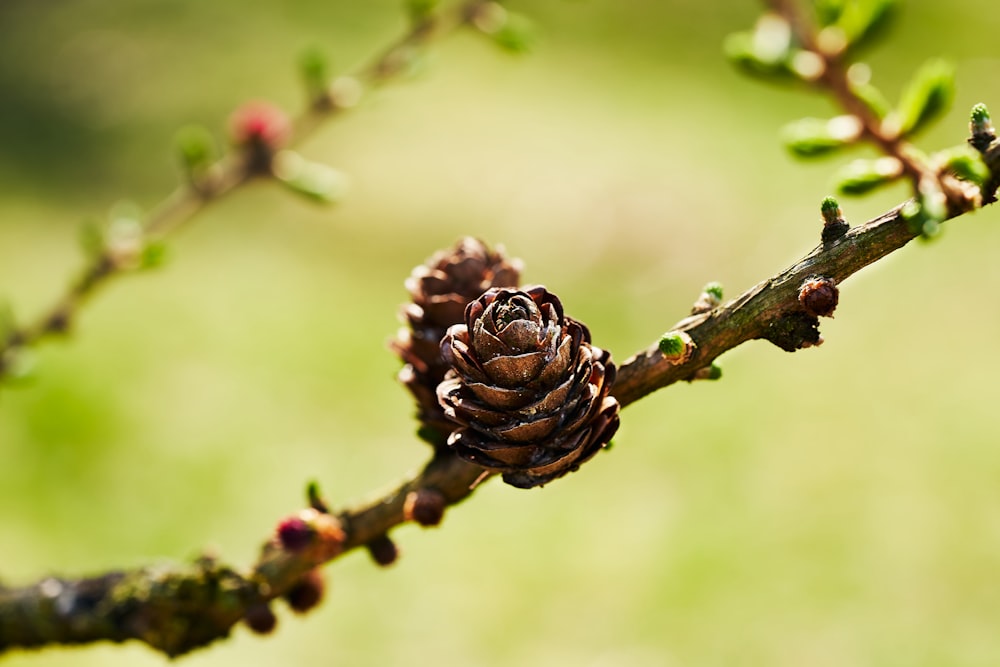 brown pine cone on brown stem