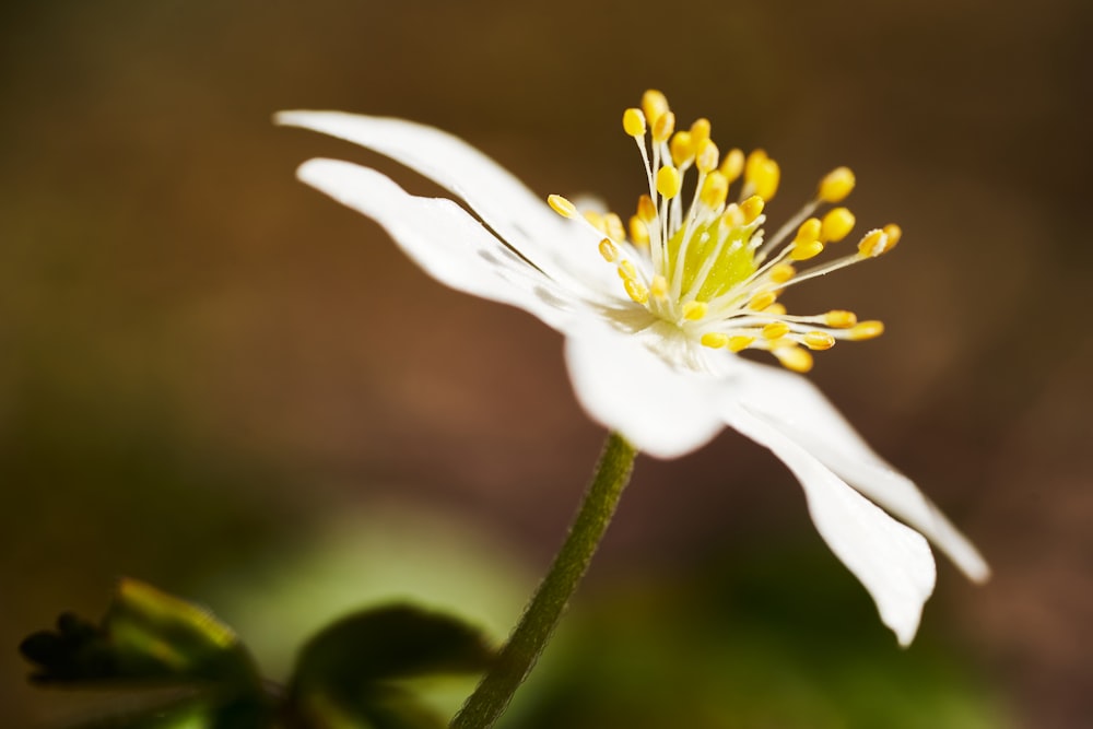 Flor blanca y amarilla en lente de cambio de inclinación