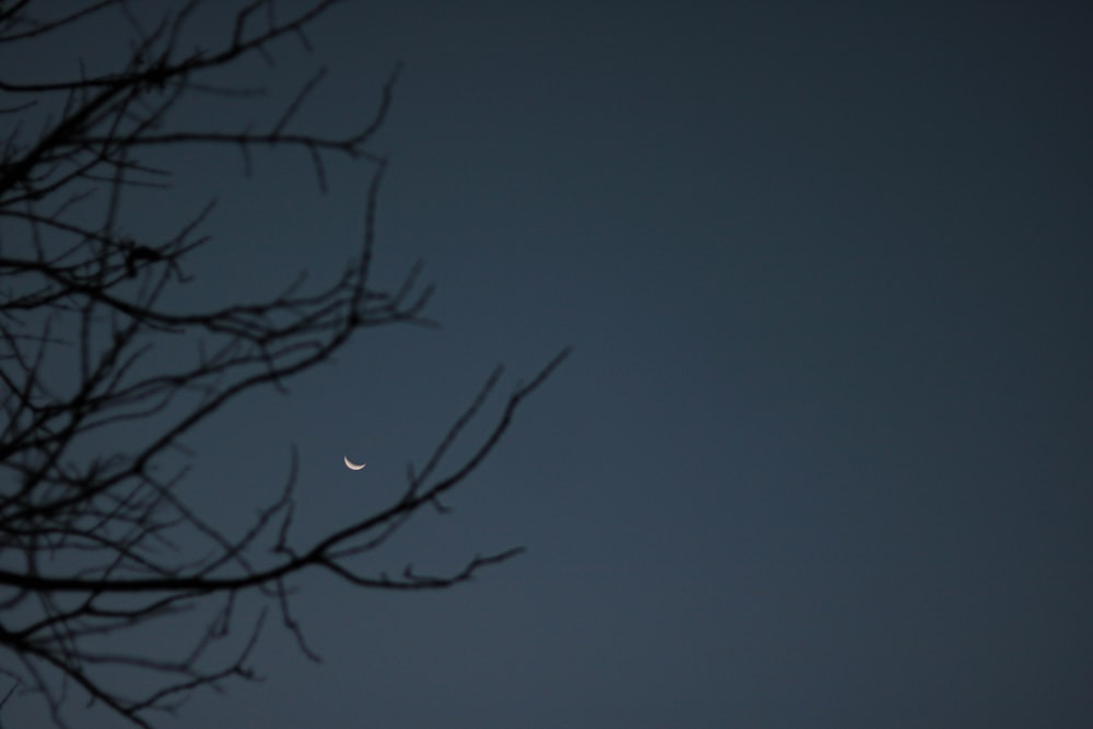 silhouette of tree branch during night time