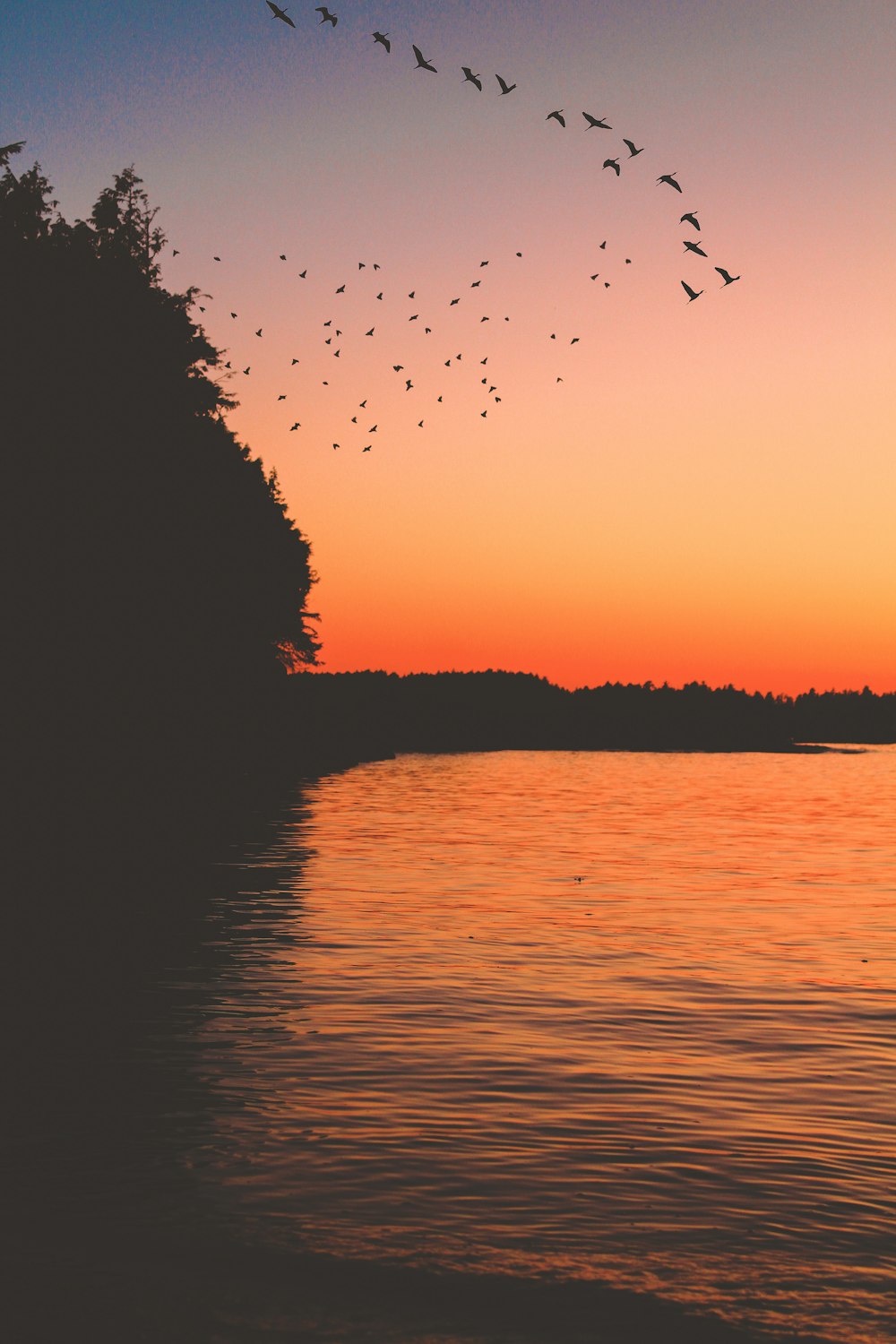 Silhouette von Vögeln, die bei Sonnenuntergang über den See fliegen