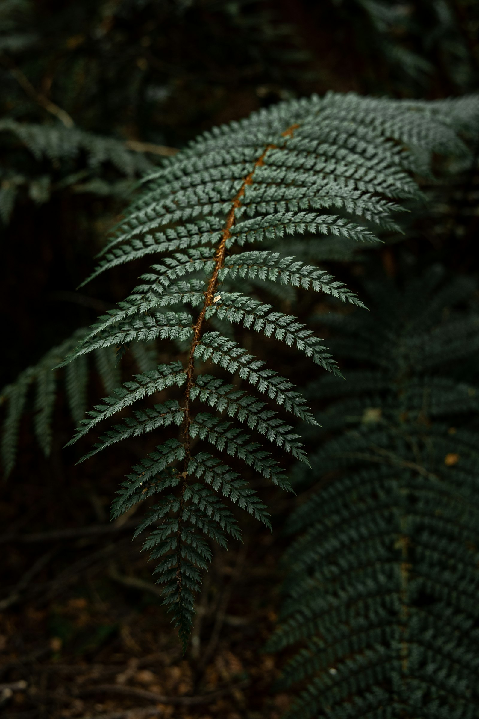 Canon EOS RP + Canon RF 24-105mm F4L IS USM sample photo. Green fern plant in photography