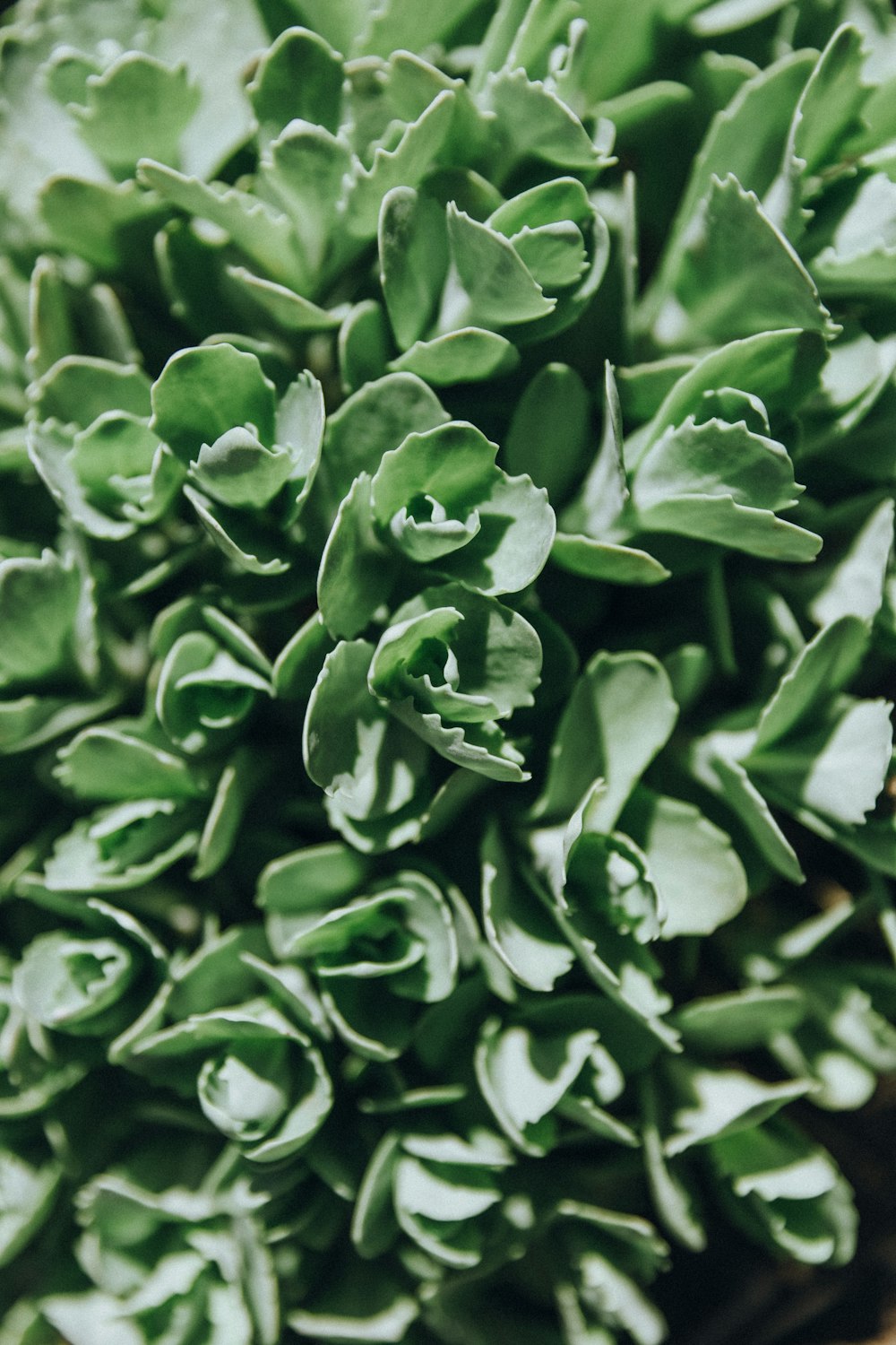 green plant in close up photography