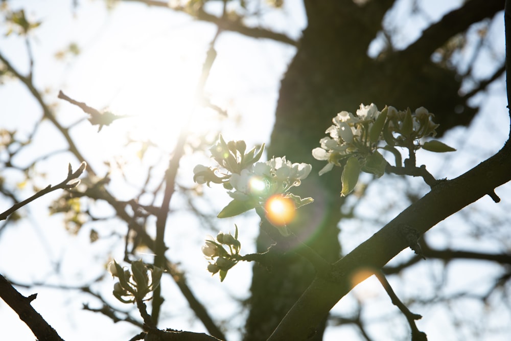 white flower with green leaves during daytime