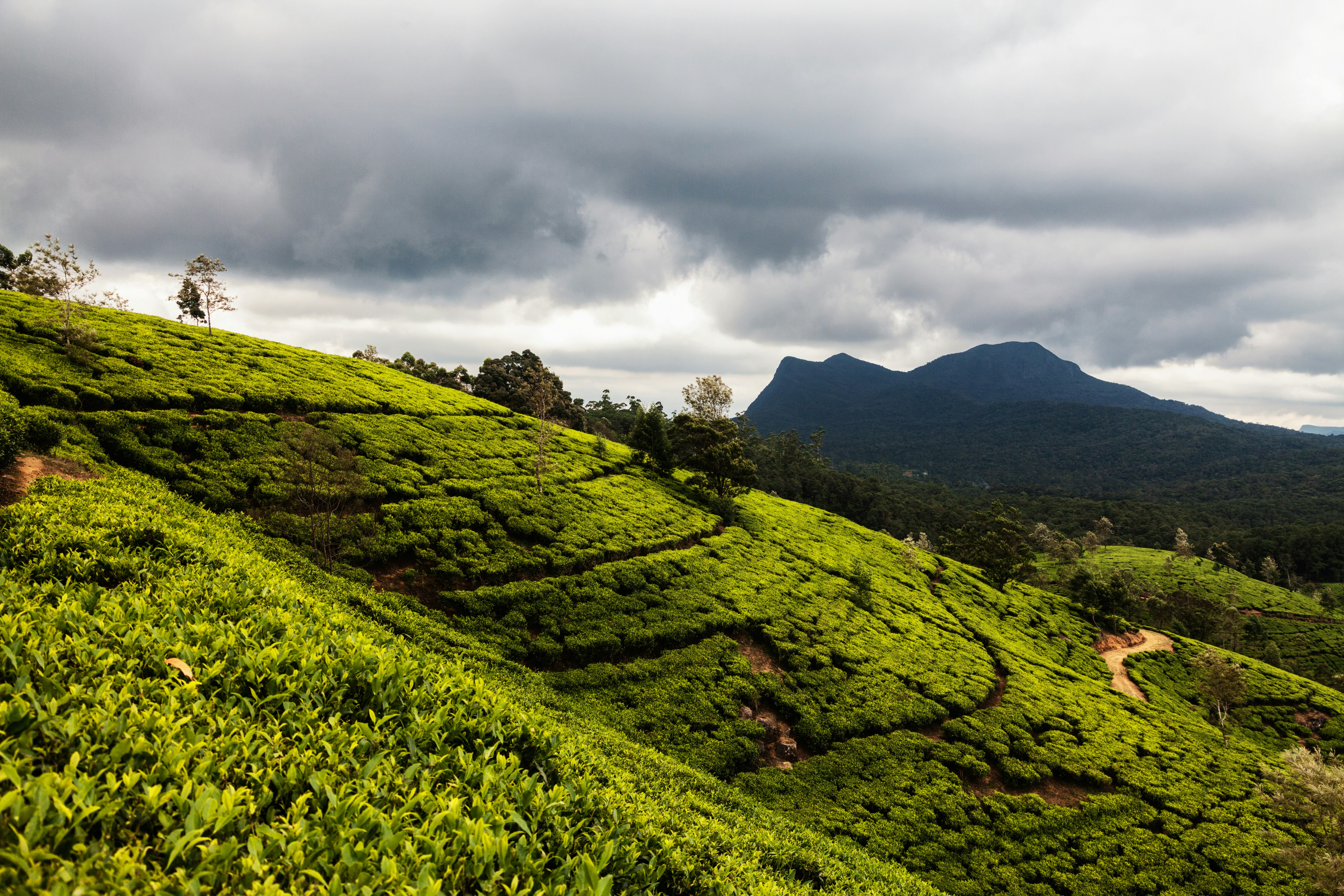 Misty Mountains - Tea plantation hills