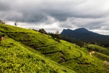 Nuwara Eliya Tea Estate