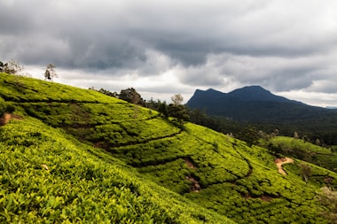 Nuwara Eliya Tea Estate