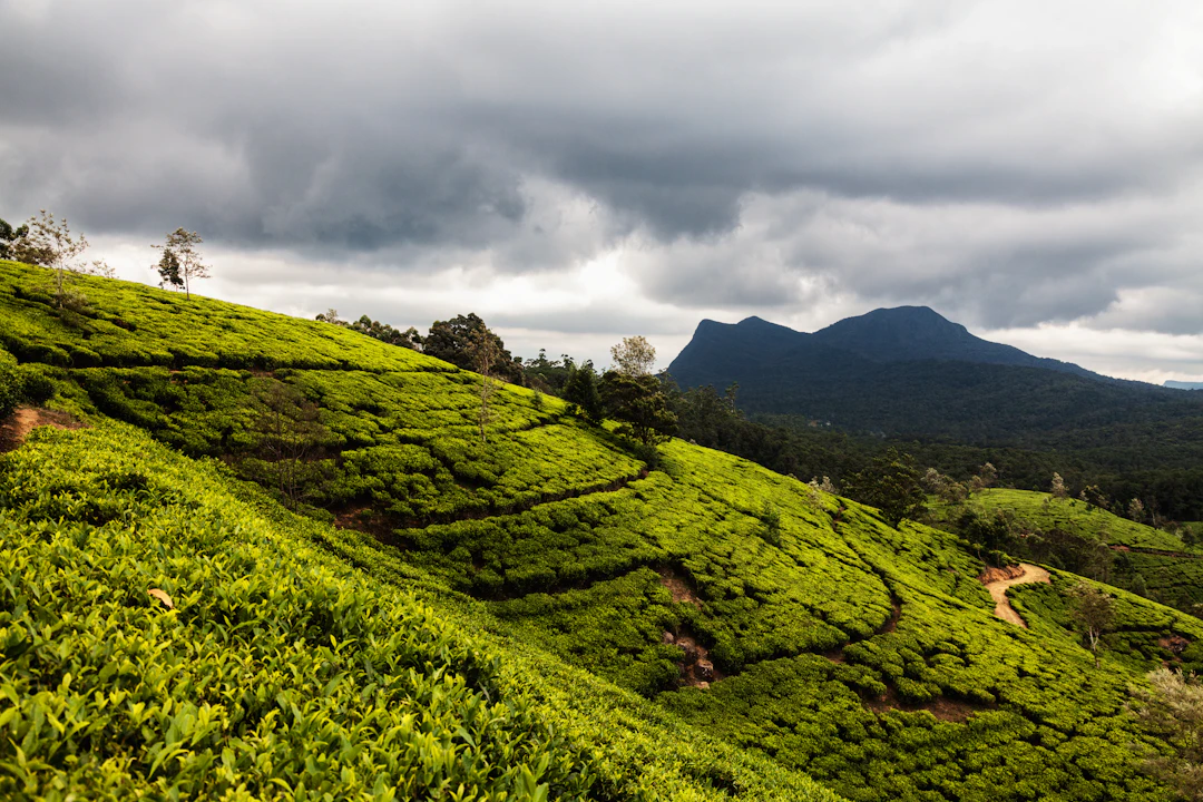 Family Travel Guide to Nuwara Eliya: 5-Day Itinerary
