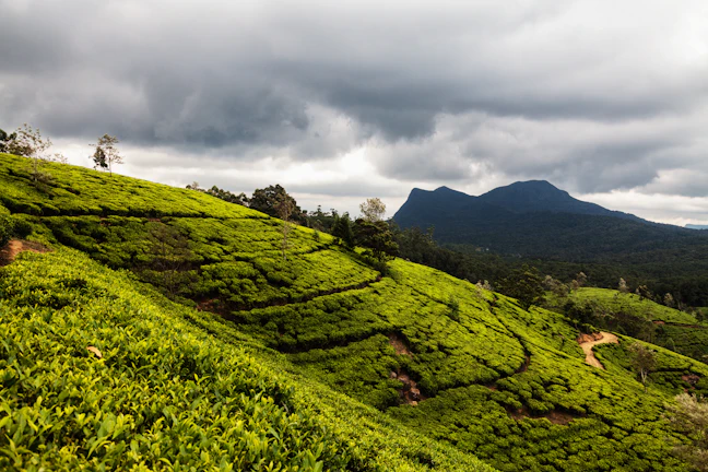 Family Travel Guide to Nuwara Eliya: 5-Day Itinerary