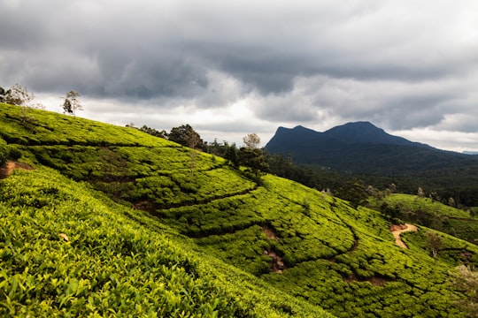 green grass field under cloudy sky during daytime in Nuwara Eliya Sri Lanka