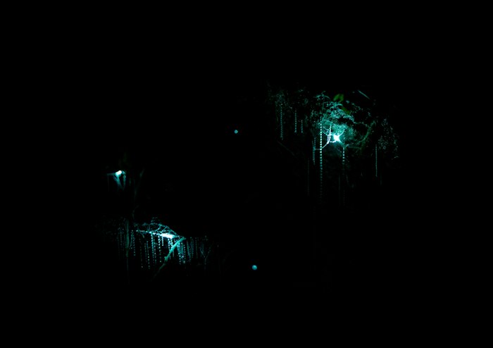 Waitomo Glowworm Caves