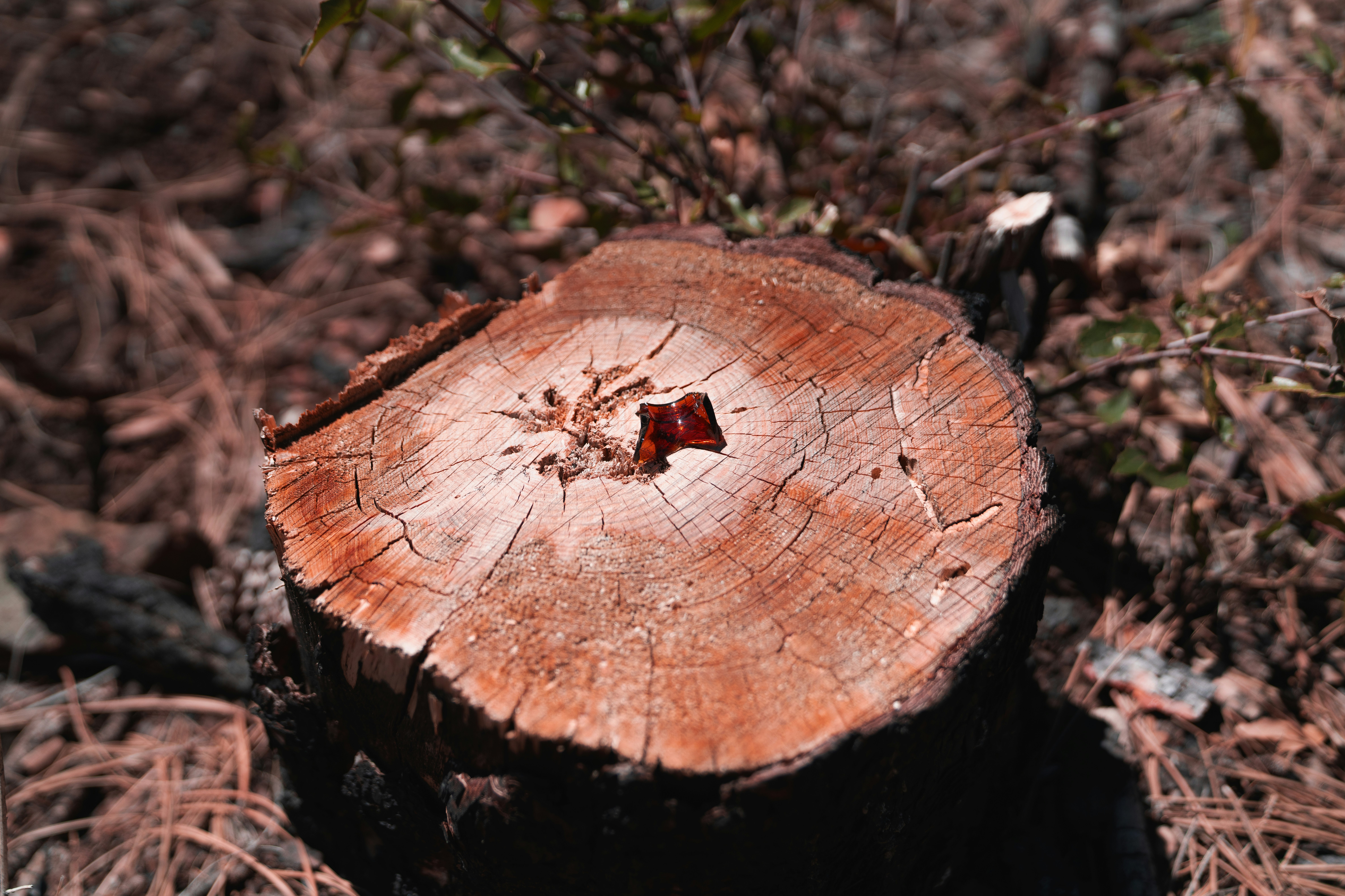 brown wood log with black and brown bug