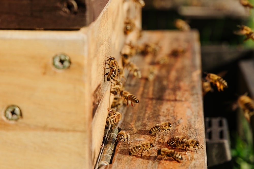 brown and black bee on brown wooden surface