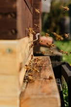 brown and black bee on brown wooden plank