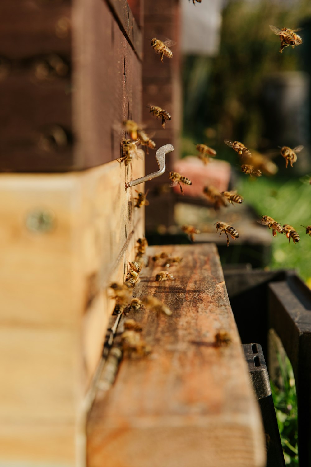 brown and black bee on brown wooden plank