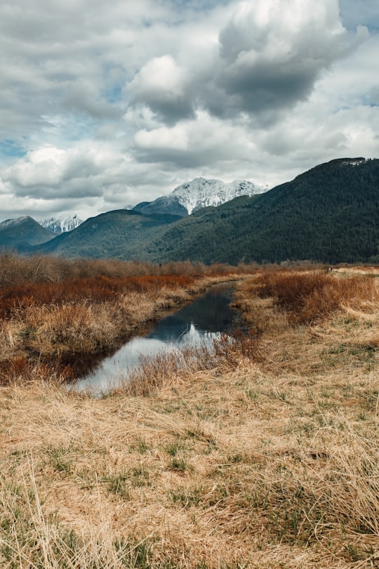 green grass field near lake and mountains under white clouds and blue sky during daytime in Pitt River Canada