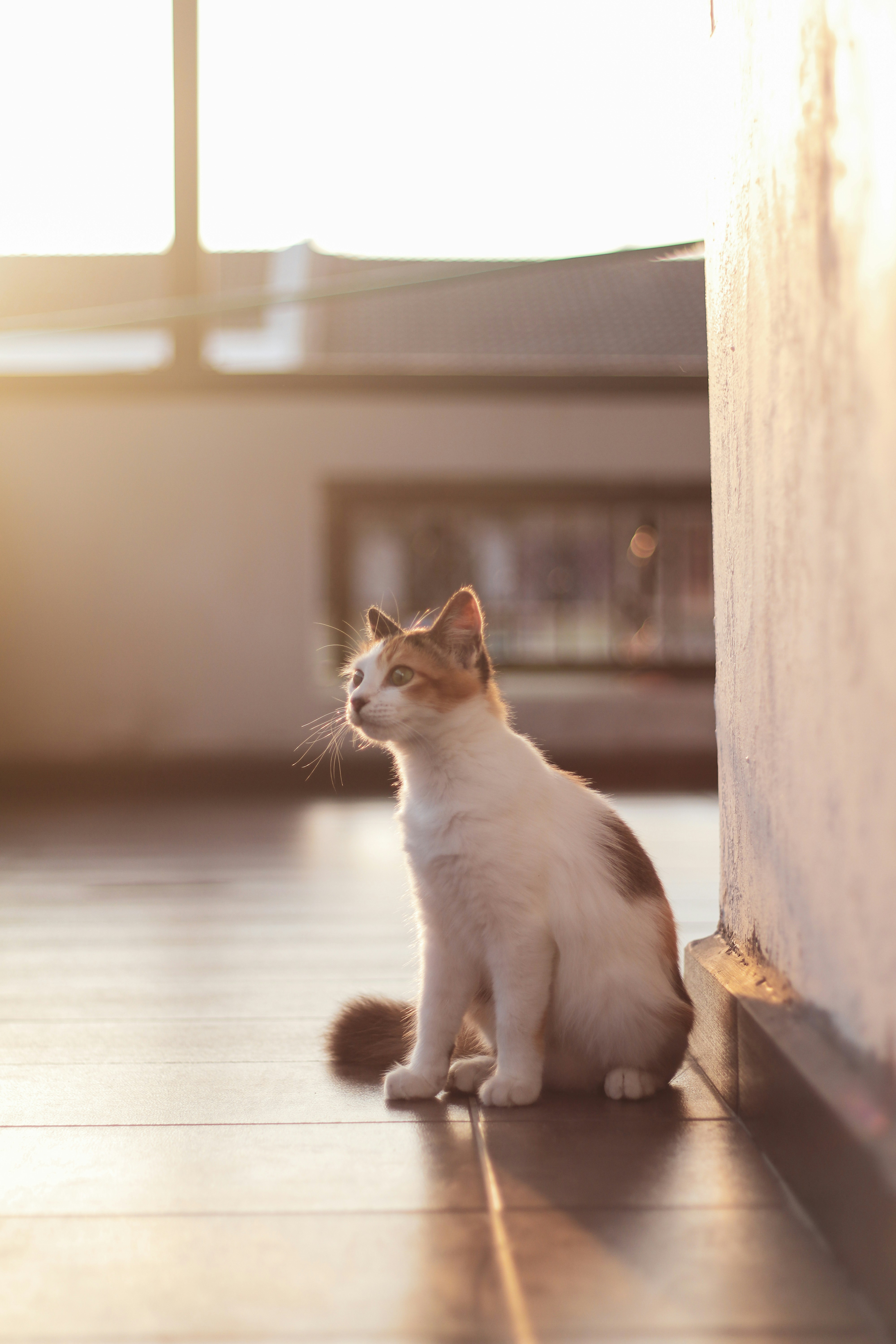 white and brown cat on brown wooden table