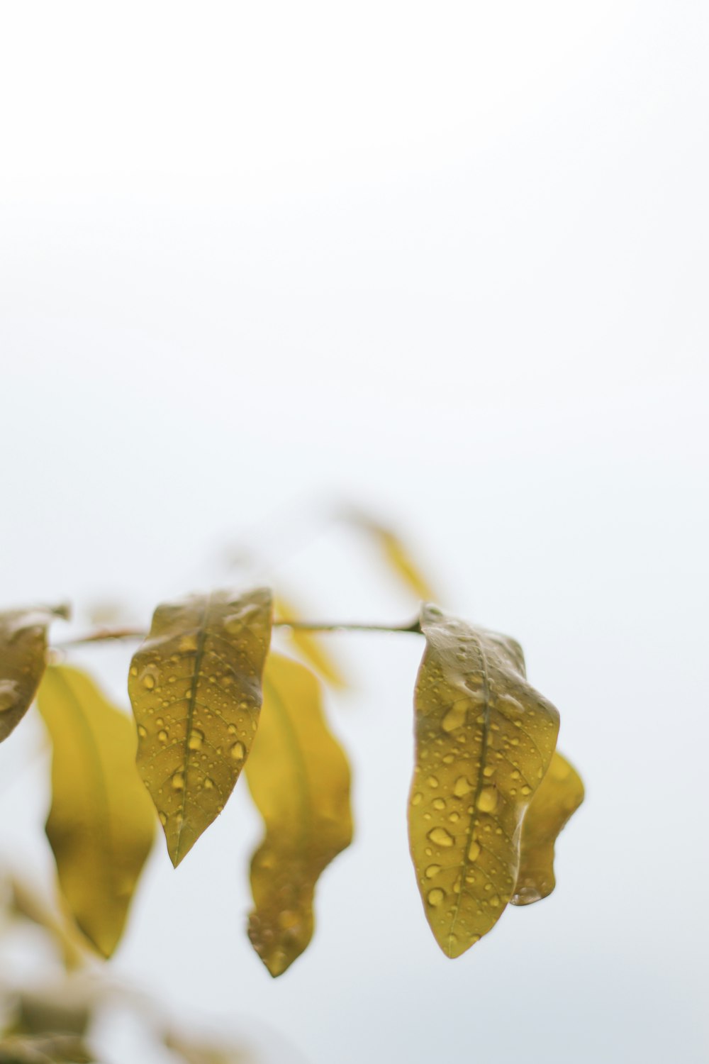 yellow leaves in white background