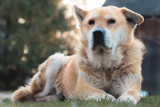 brown and white short coated dog
