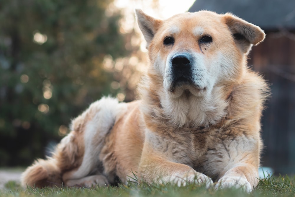 brown and white short coated dog