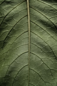 green leaf in close up photography