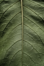 green leaf in close up photography