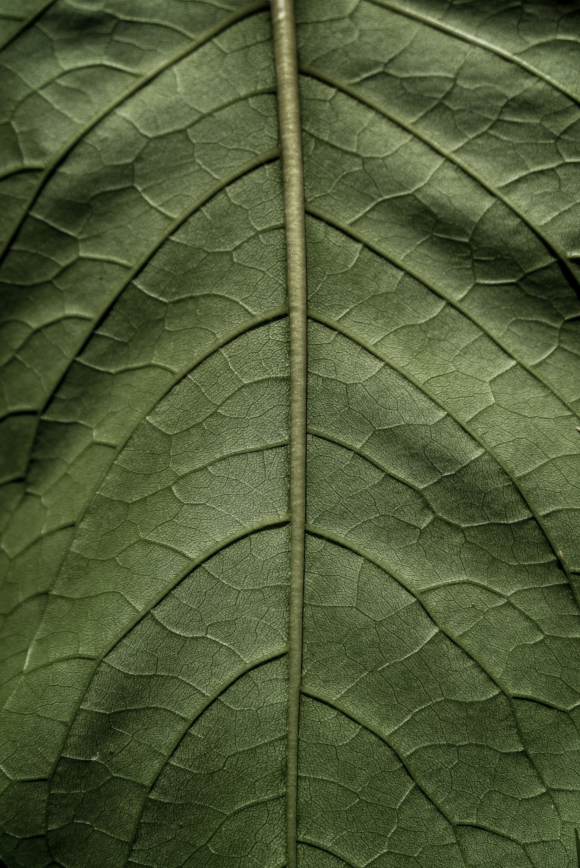 green leaf in close up photography