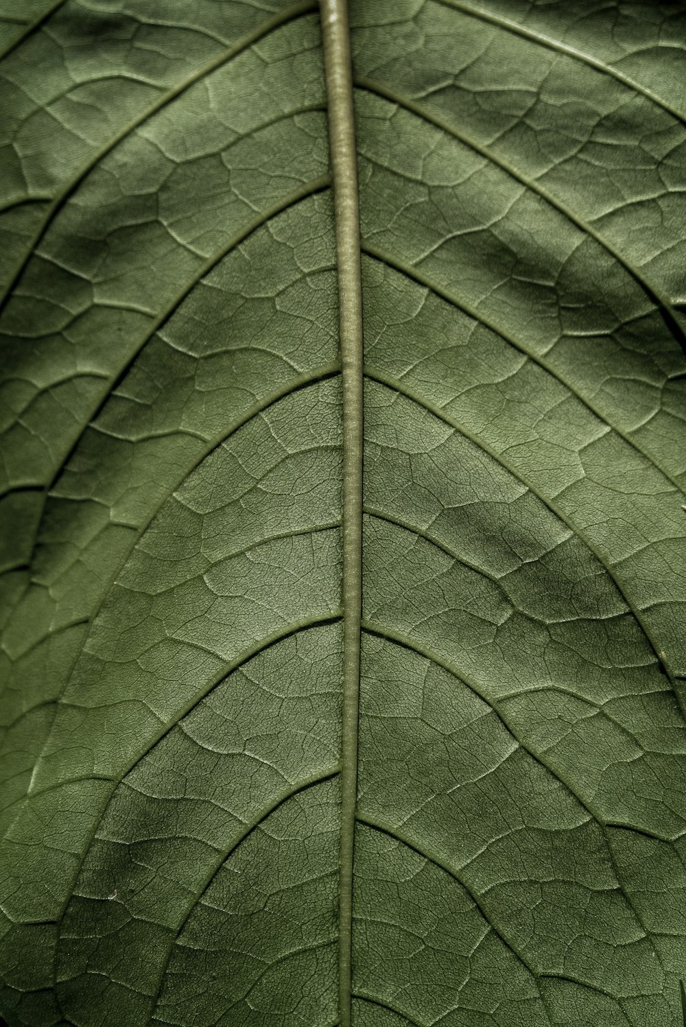 feuille verte en gros plan