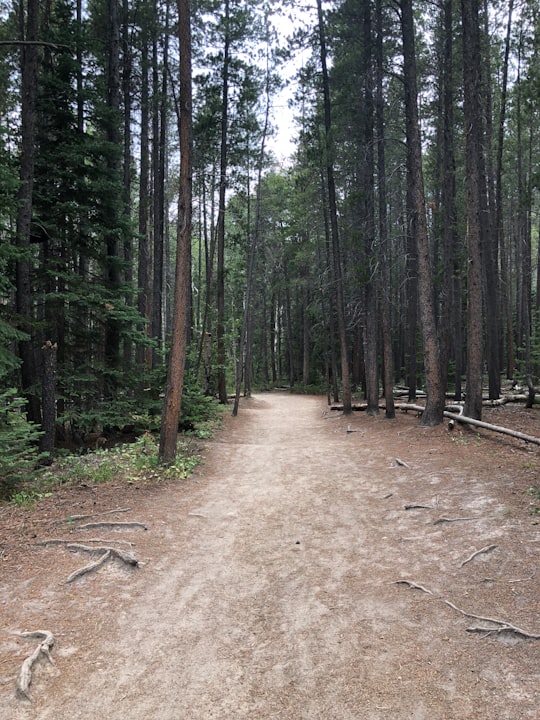 brown pathway between green trees during daytime in Rocky Mountain National Park United States