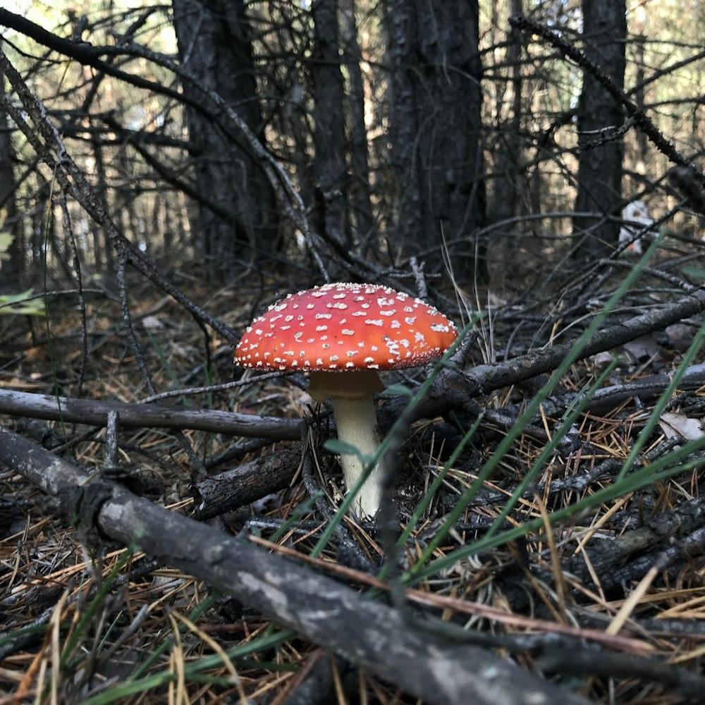 red and white mushroom on brown dried leaves