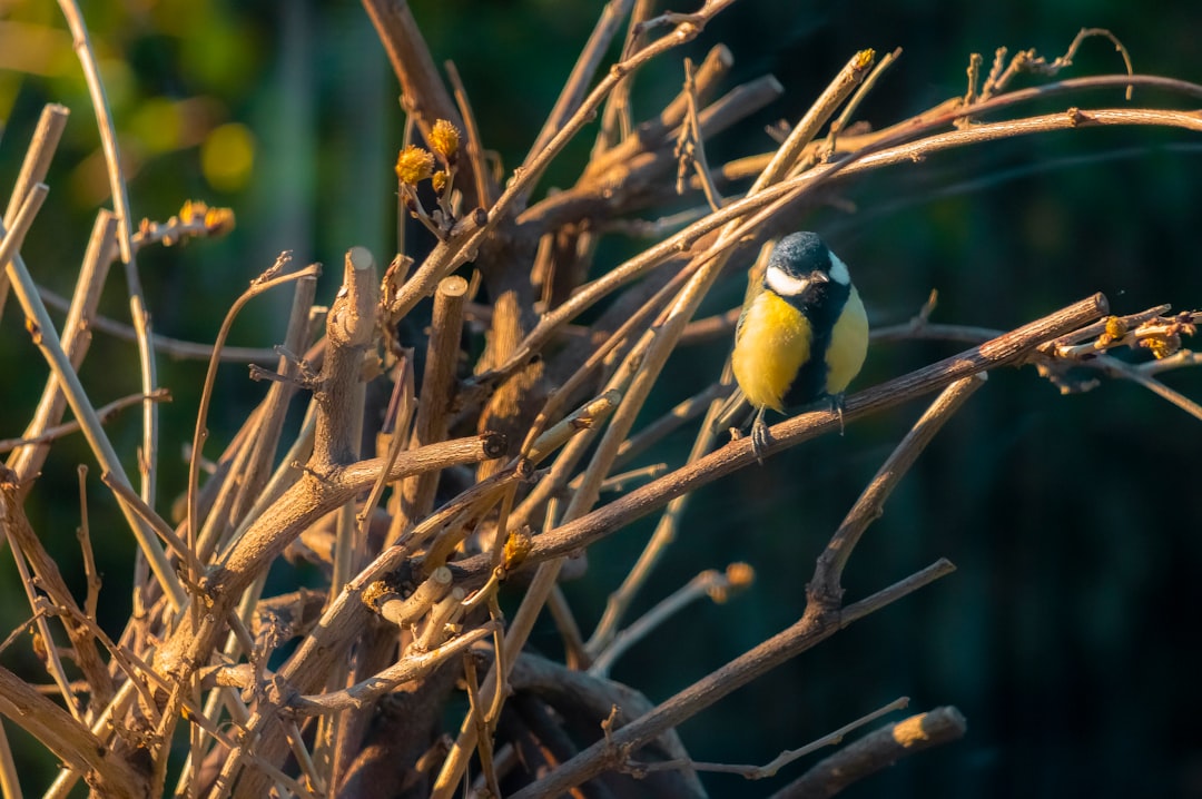 yellow and black bird on brown tree branch