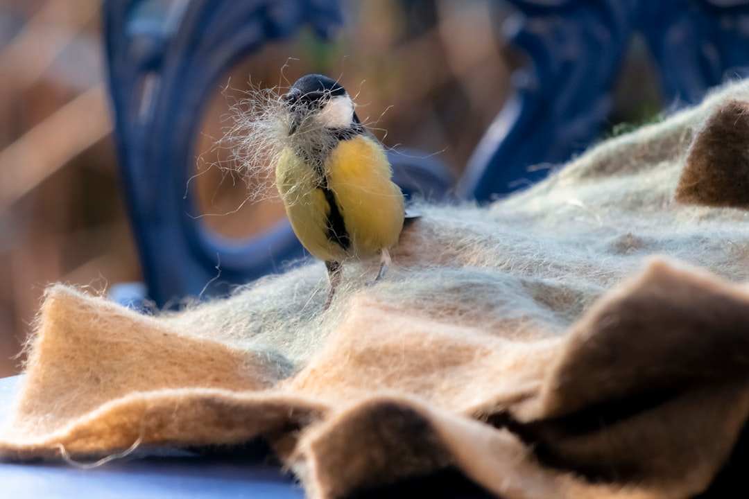 yellow and black bird on brown textile