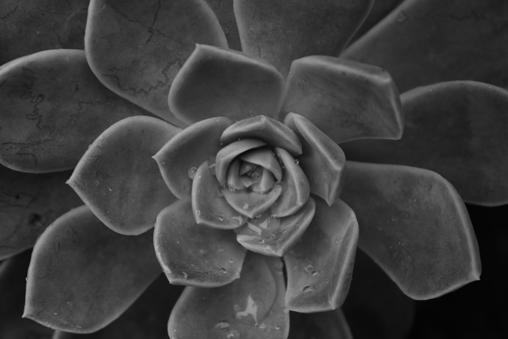 grayscale photo of flower bud