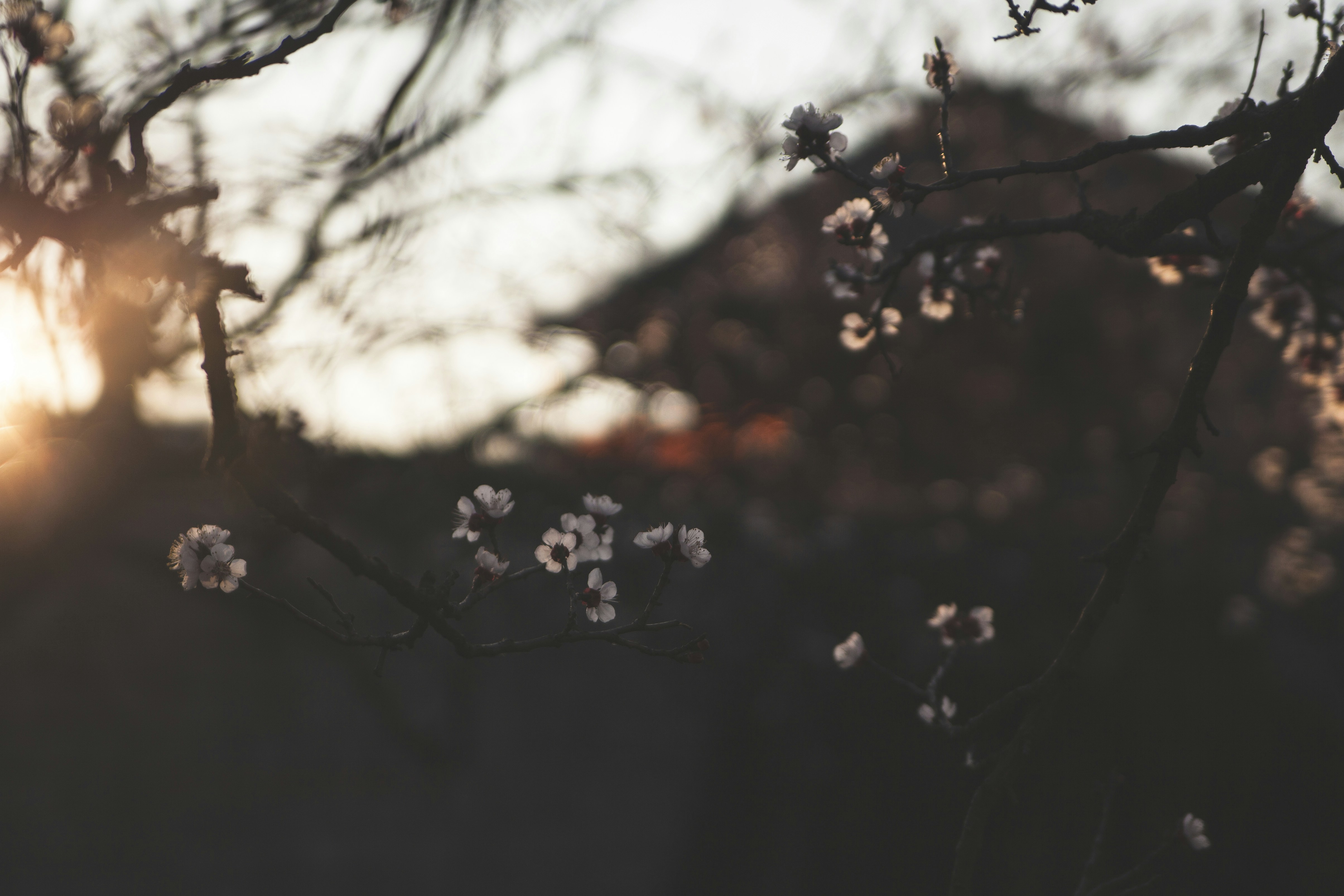 Photo by balu_gaspar