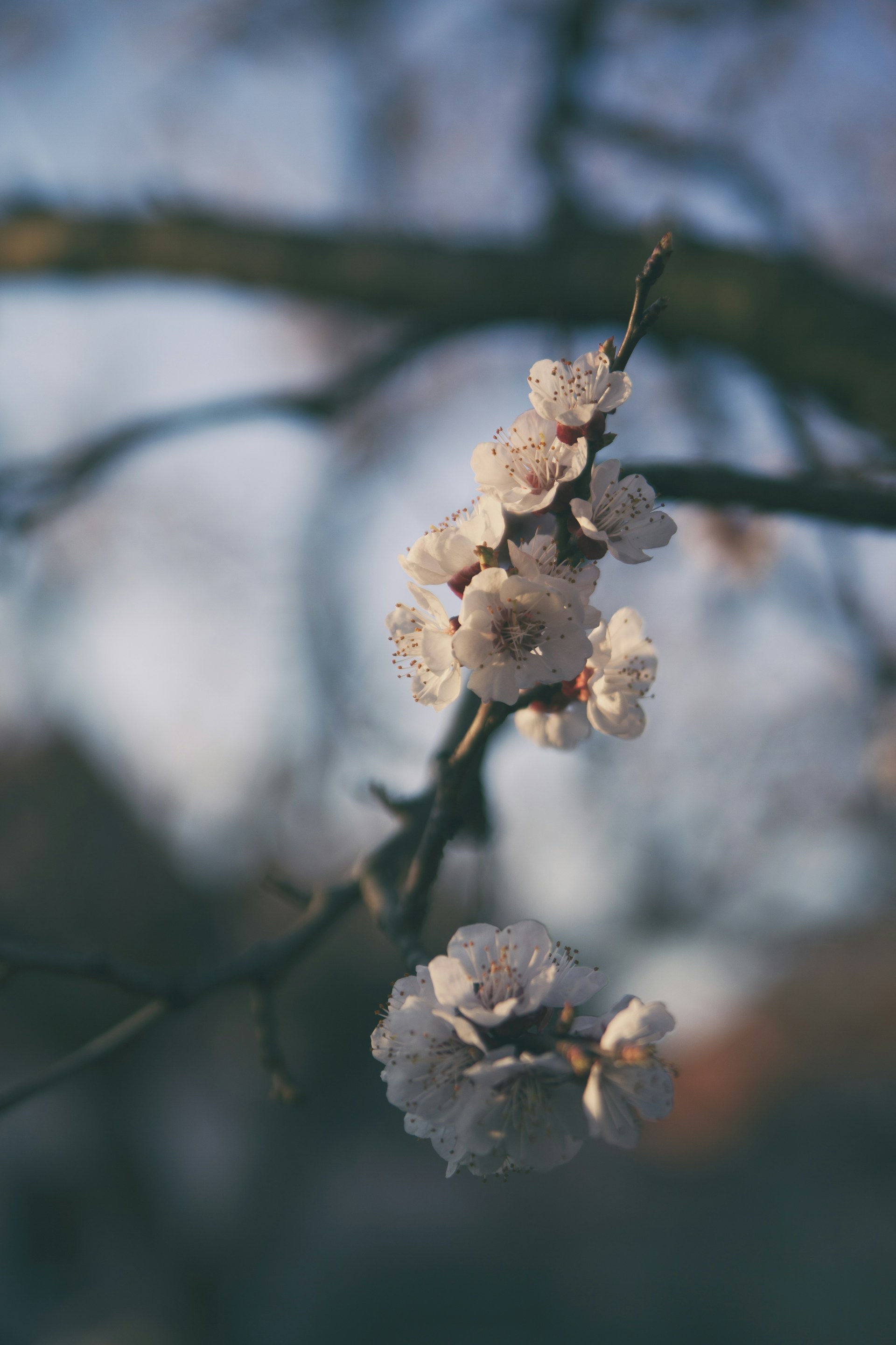 white cherry blossom in close up photography
