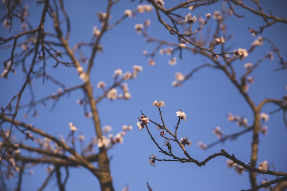 white flowers on brown tree branch during daytime